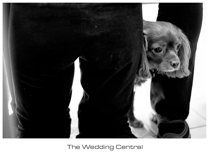 arabic-nj-wedding-photography-Dareen-Elias-01 NJ Jersey Wedding Photographer - Arabic Wedding Photography